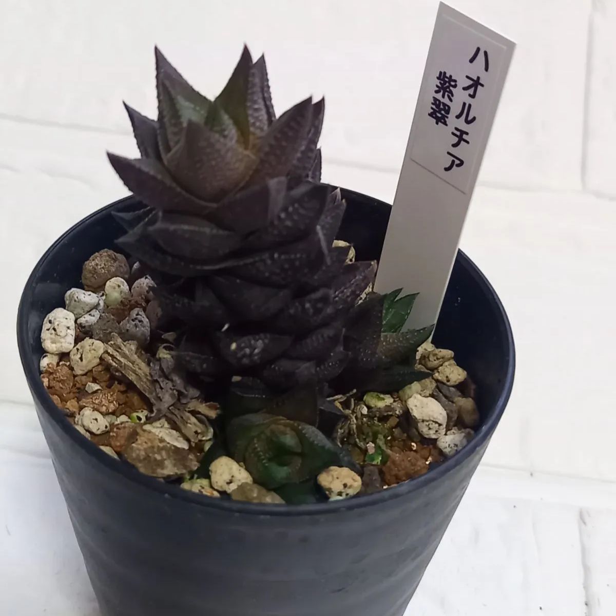 多肉植物 ハオルチア 丸葉月影 鉢のまま - メルカリ
