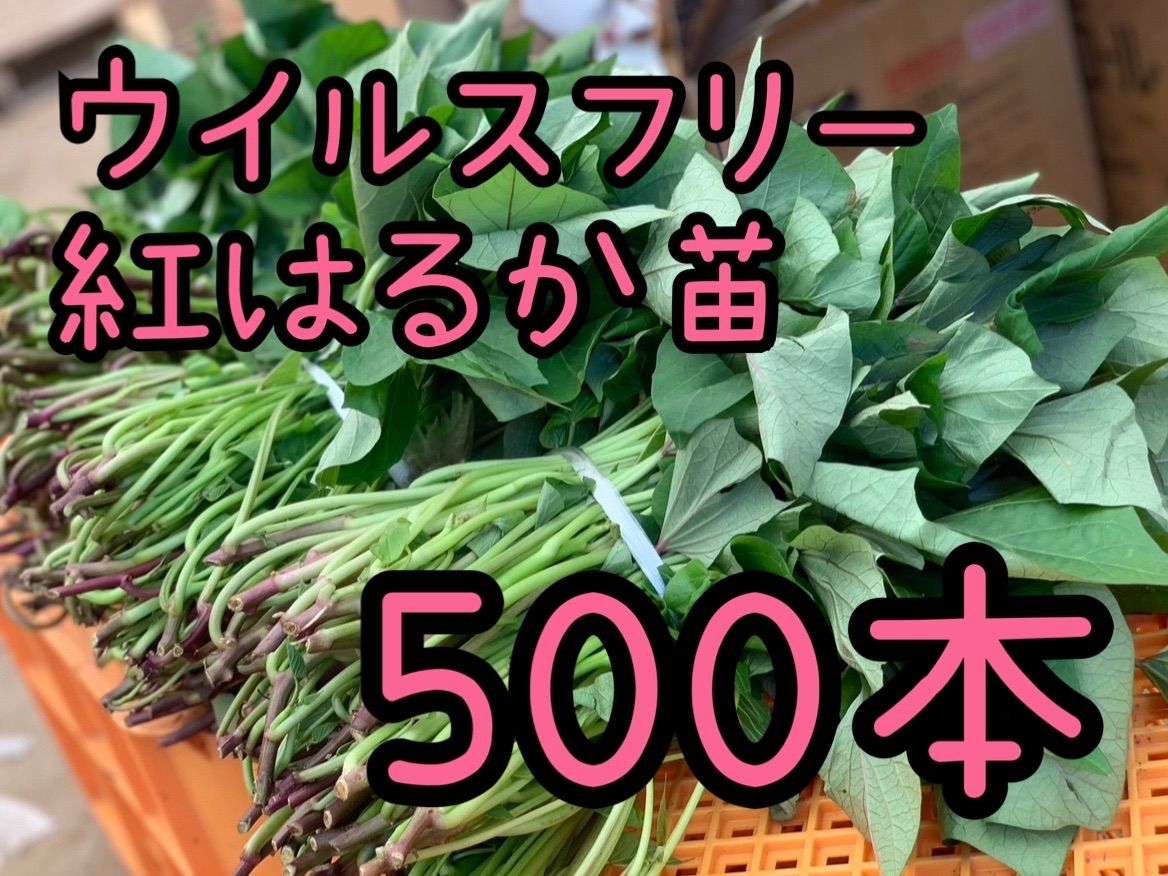 予約受付中 紅はるか苗 ウイルスフリー 500本 4月下旬から発送