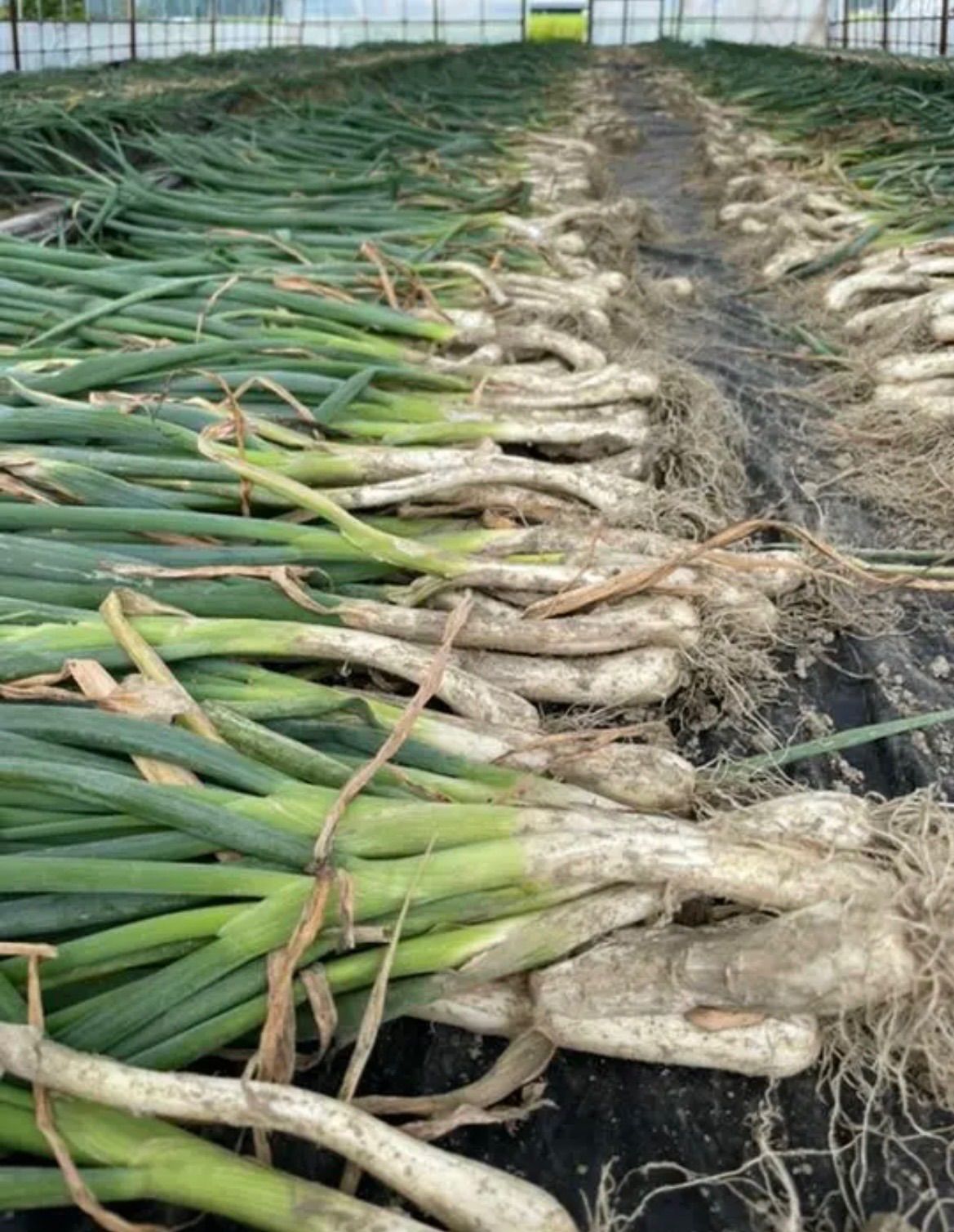 玉ねぎ苗 アドバンス 100本 おまけ付き - 香味・薬味野菜