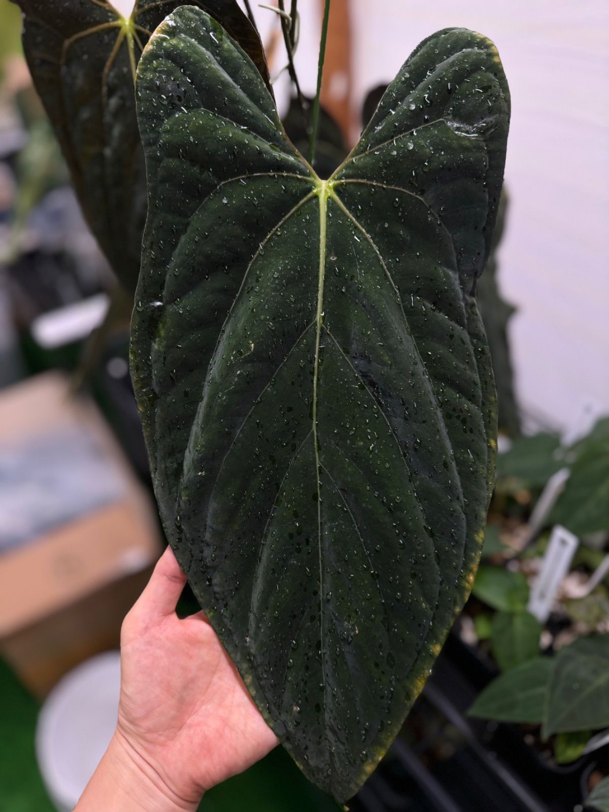 Anthuroom】Anthurium papillilaminum 'Fortsherman' x 'Red dark
