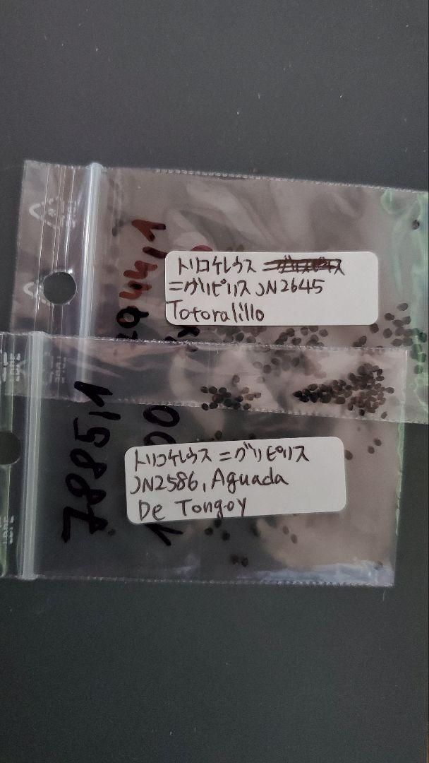 トリコケレウス　種子45種類　10粒ずつセット トリコケレウス 種子45種類 10粒ずつセット - メルカリ