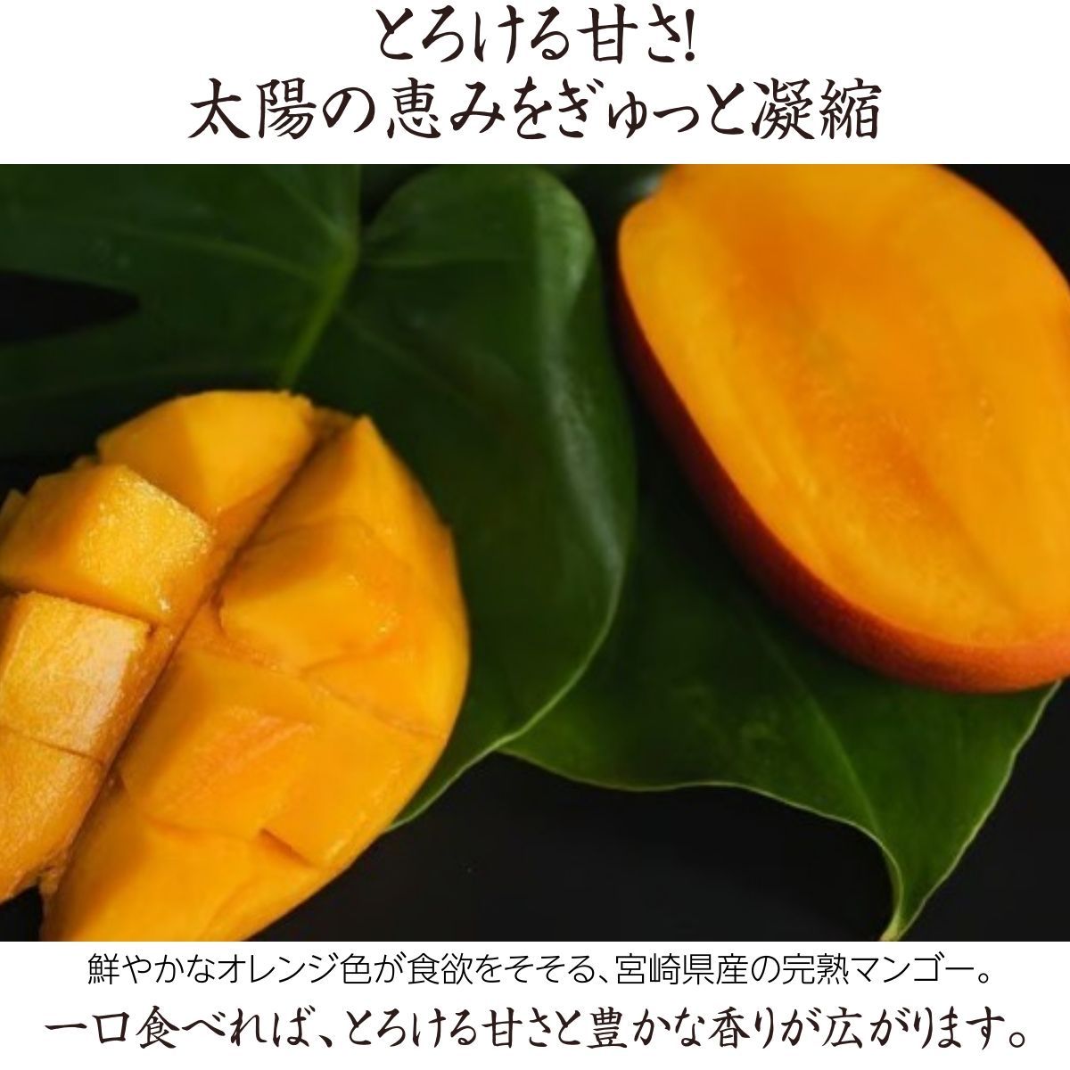 太陽のタマゴ 糖度15度以上