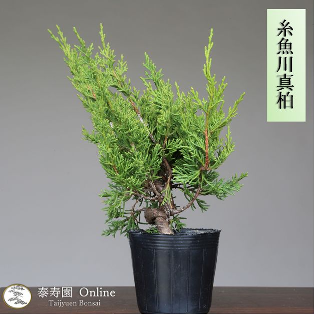 商品コード 糸魚川真柏 盆栽素材 苗木10本セット - 観葉植物