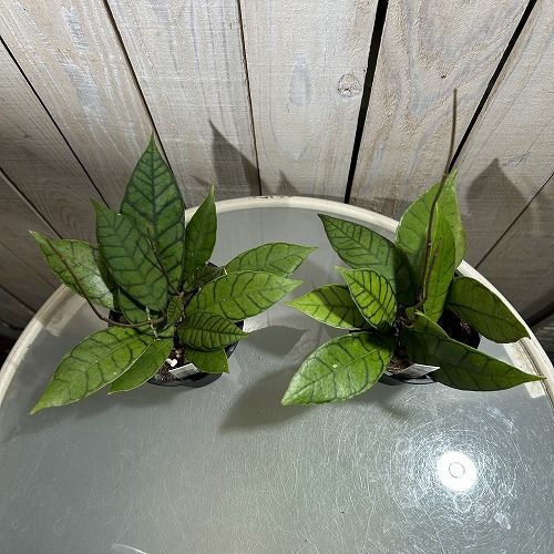 観葉植物 ホヤ(サクララン) カリストフィラ 3.5号硬質スリット鉢(個体