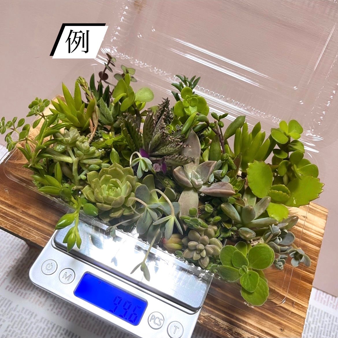 多肉植物カット苗〜100グラム色々セット パック売り - メルカリ