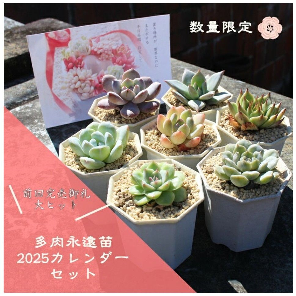 No.529 ❁エリークイーン❁ カット苗 多肉植物 寄せ植え No.529 ❁エリー