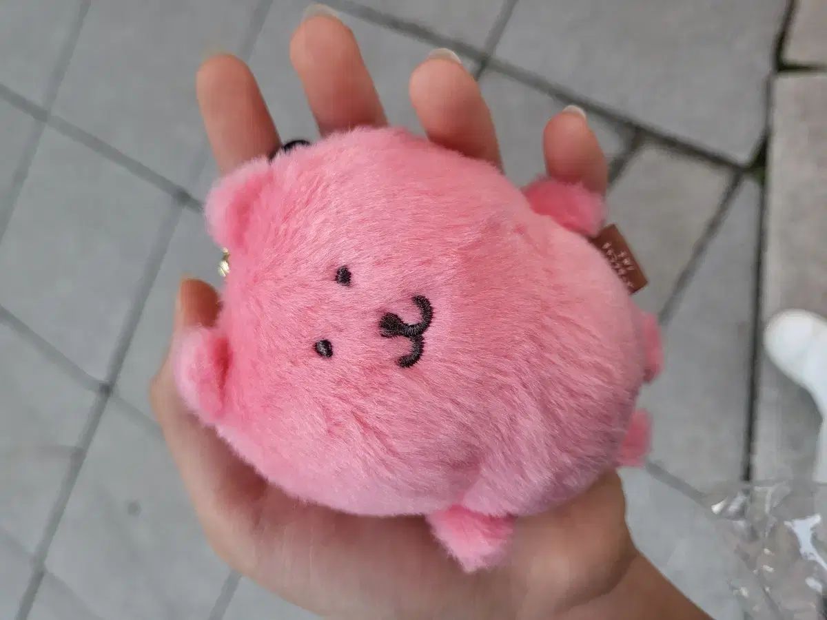 長野マーケット 台湾 カラーベア ピンク 販売中