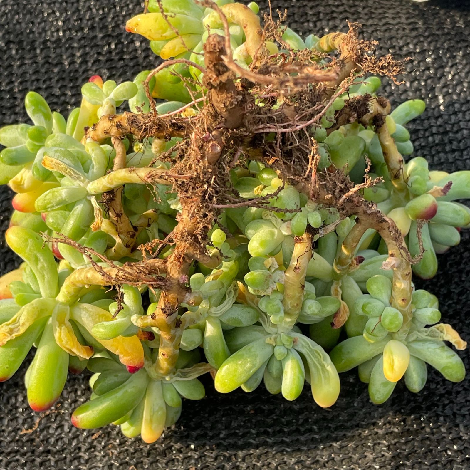 お得なセット】1株 抜き苗 乙女心（群生） 多肉植物 第四種郵便