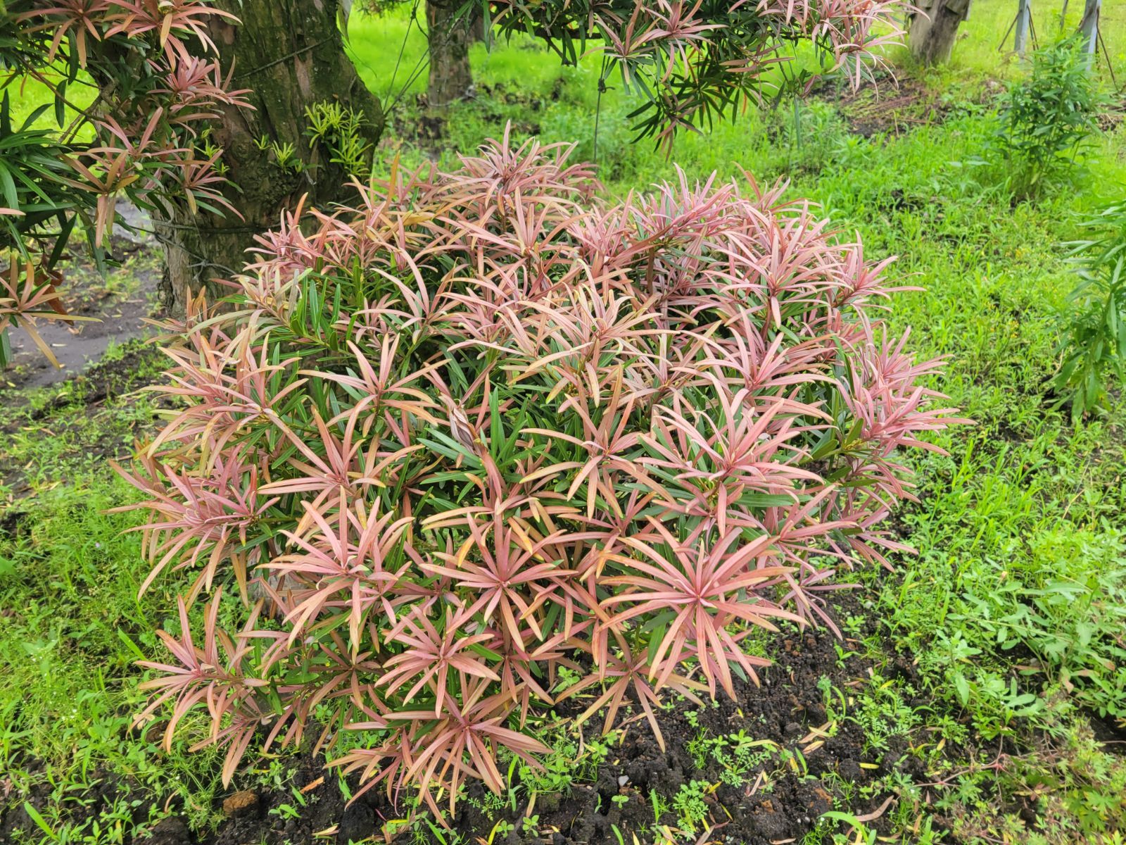 オリーブ ミッション 34【現品】観葉植物 大型 創樹 SOUJU 8号 観葉