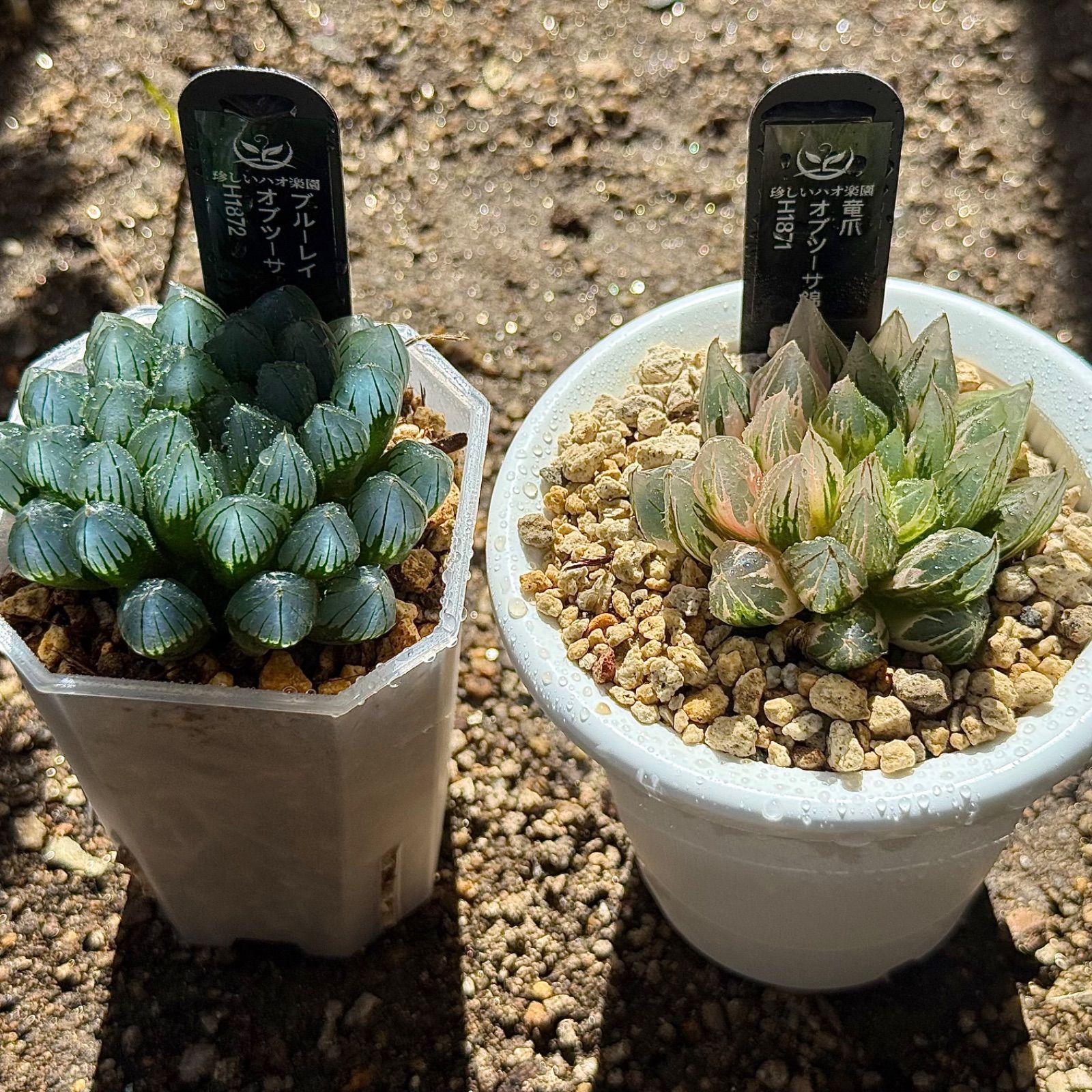 龍爪オブツーサ錦H1871