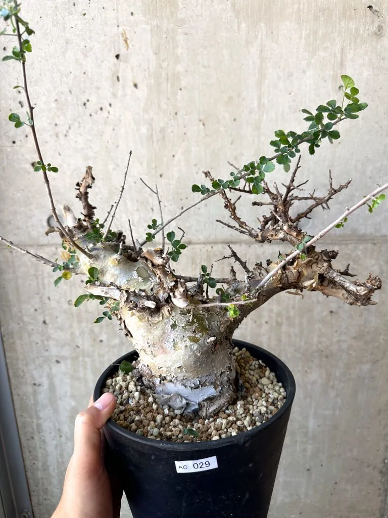 2025年最新】ターカネンシスの人気アイテム - メルカリ