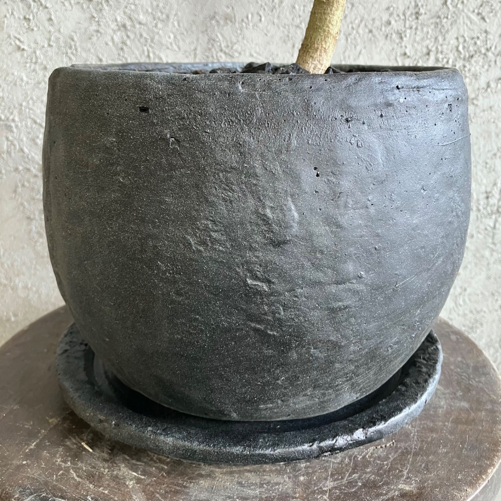 美形 螺旋 曲がり仕立て フィカス フランスゴム 7号 テラコッタ性