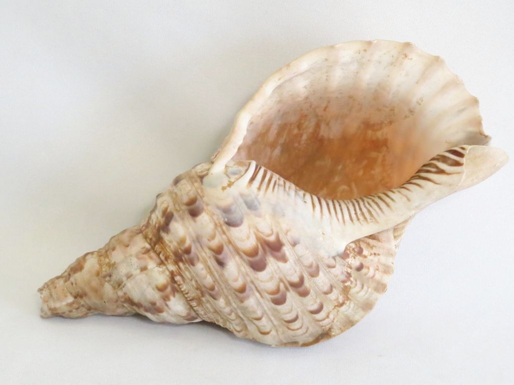 224372】 法螺貝 ホラ貝 置物 オブジェ 約28センチ