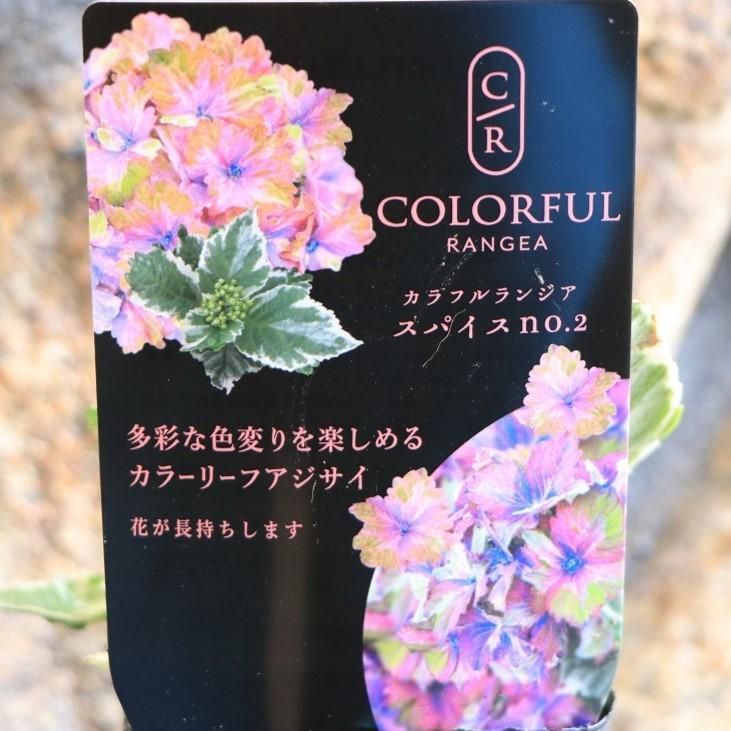 斑入り アジサイ スパイス NO.2 3号ポット苗 1株販売