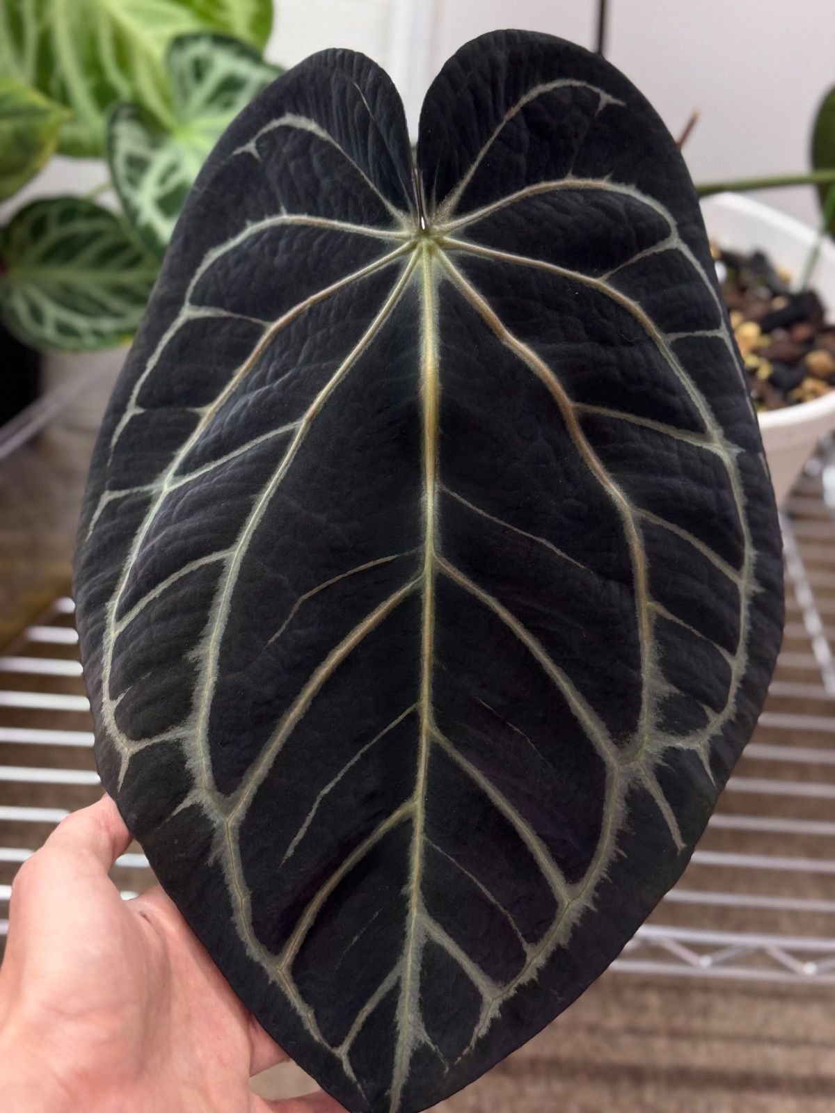 Anthuroom】Anthurium antolakii (Scott Cohen) x carlablackiae