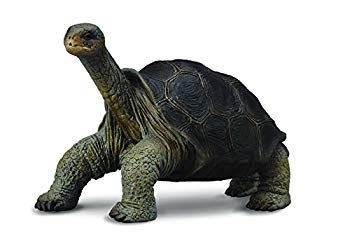 【中古】Collcta ガラパゴスゾウガメ rdzdsi3