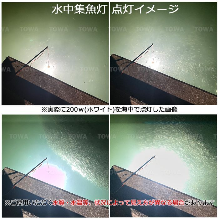 シラスウナギ