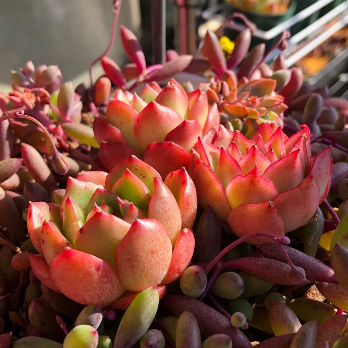 ことり様追加ご確認用 - メルカリ 