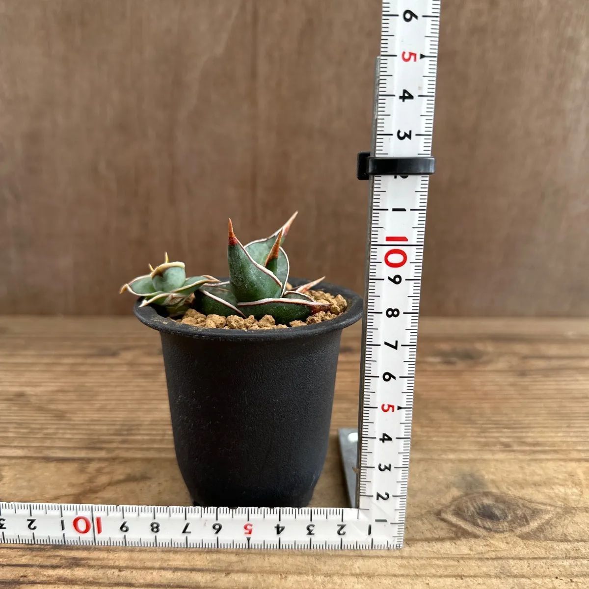 サンセベリア ピングイキュラ ②ポット付き 現品 Sansevieria 