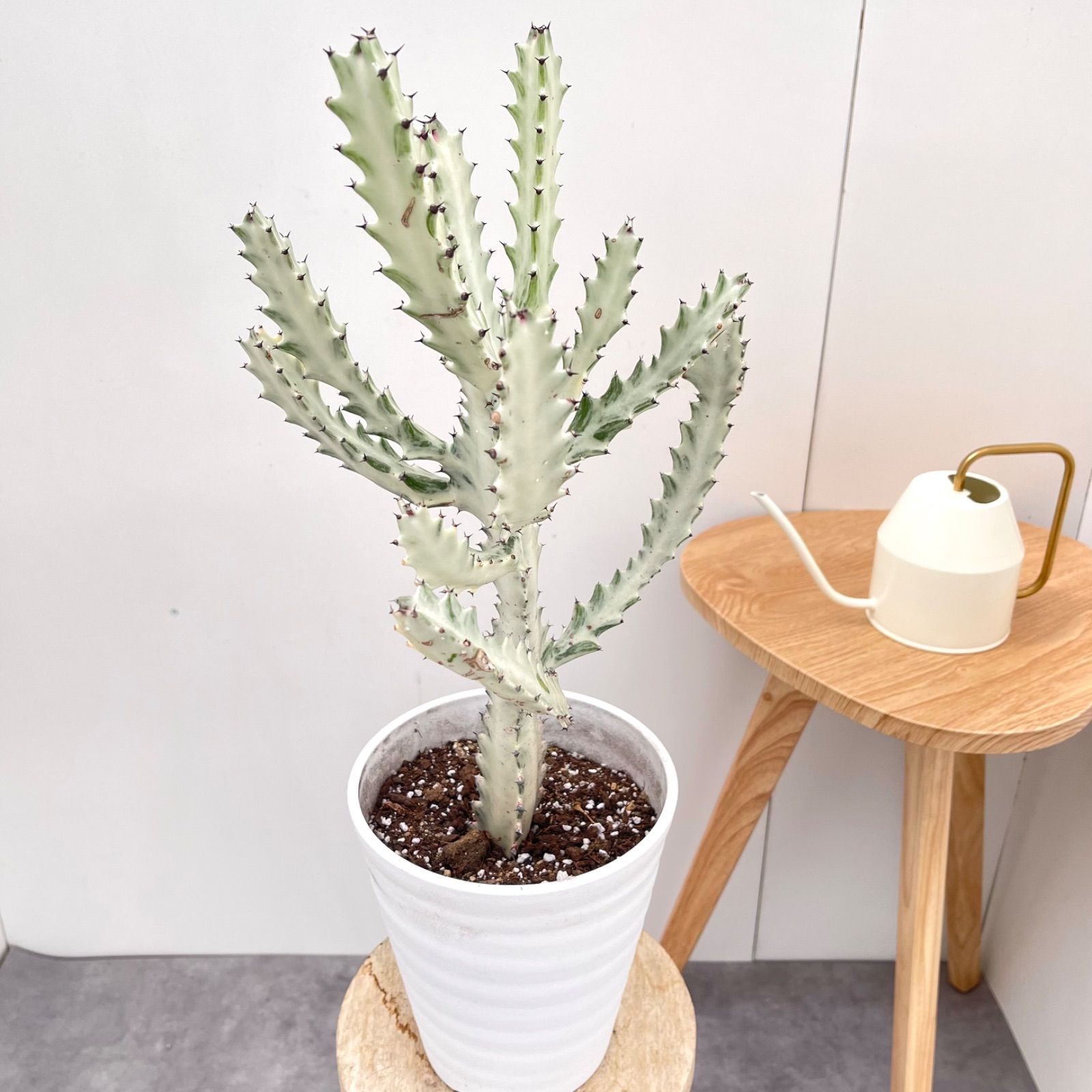 ユーフォルビア ホワイトゴースト 2 現品 観葉植物 室内