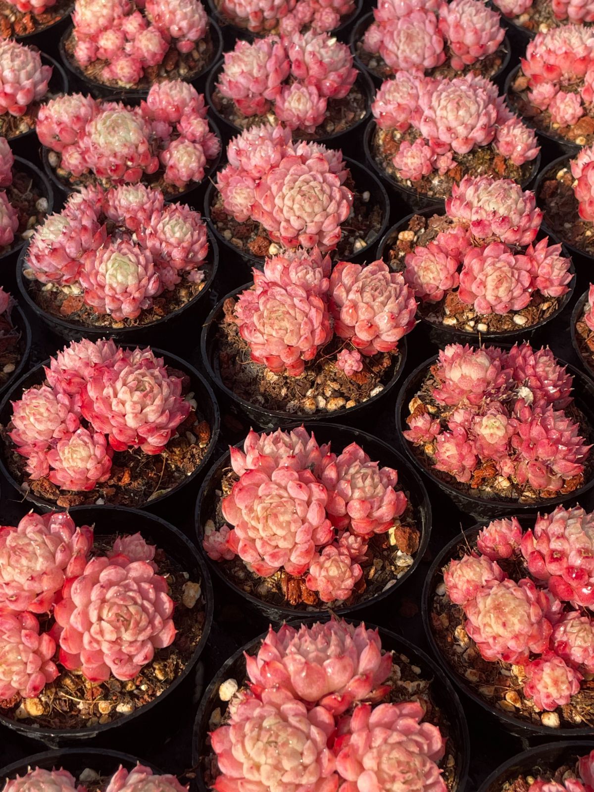 札付き ウスダリンゼアナ 実生 大株 極美 希少 臼田リンゼアナ