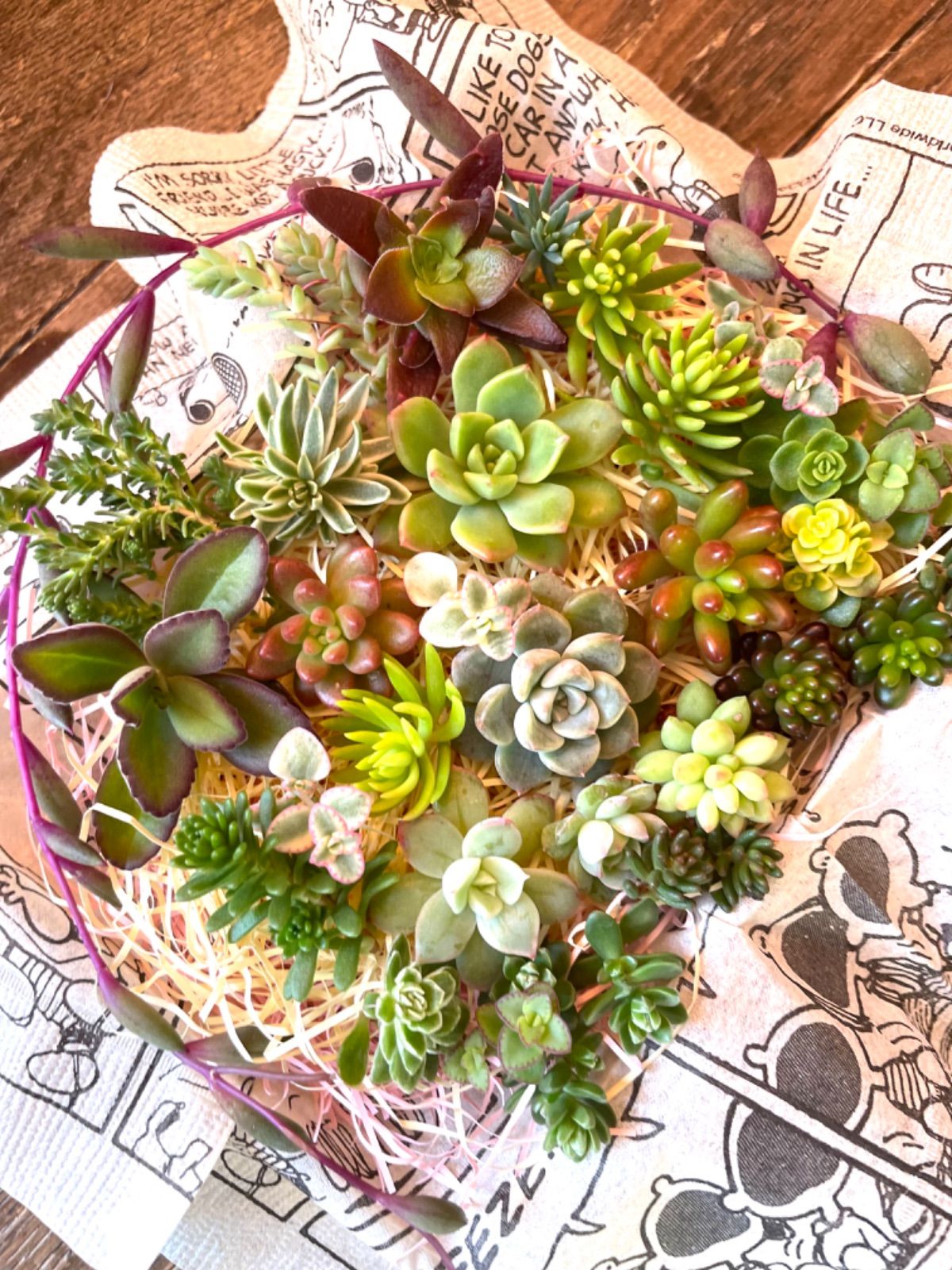 セダム　多肉　弁当　パック　寄せ植え　お試し セダム 多肉 弁当 パック 寄せ植え お試し