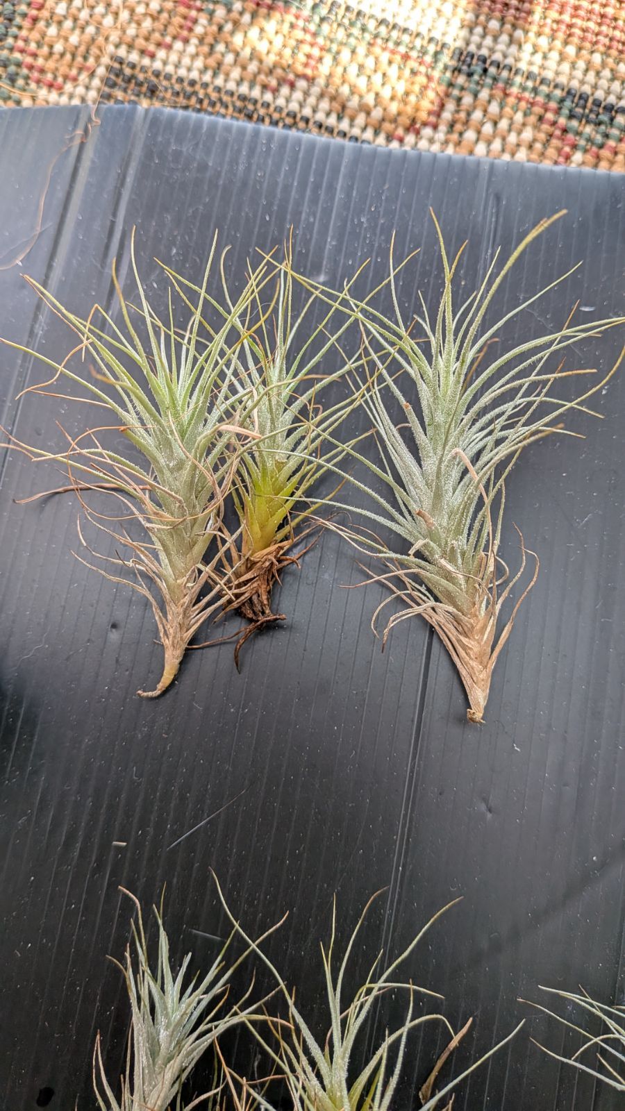 チランジア ヘテロモルファ 1株 - メルカリ