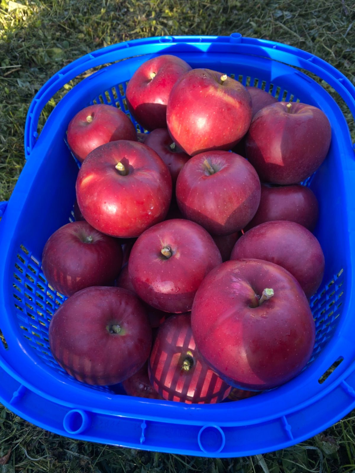 青森りんご 家庭用紅玉3キロ 青森県産⭐︎農家直産りんご メルカリ