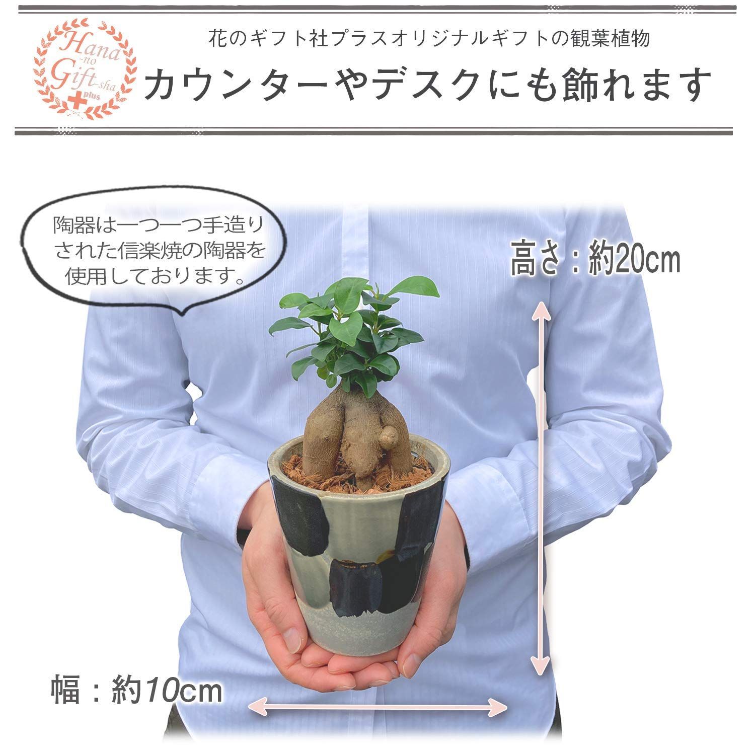 観葉植物 本物