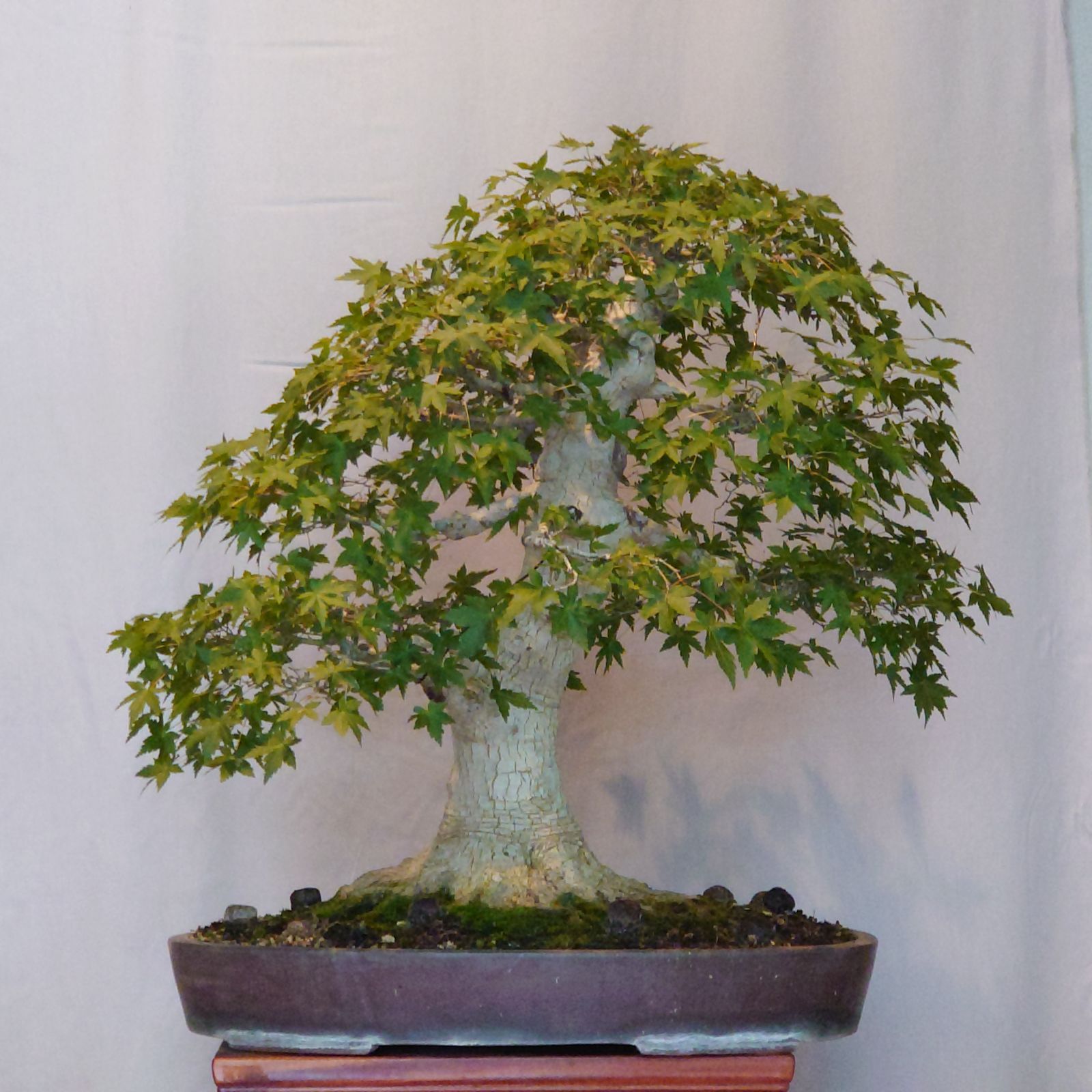 【引取り限定】 盆栽 ヤマモミジ 引取限定】盆栽 ヤマモミジ - メルカリ