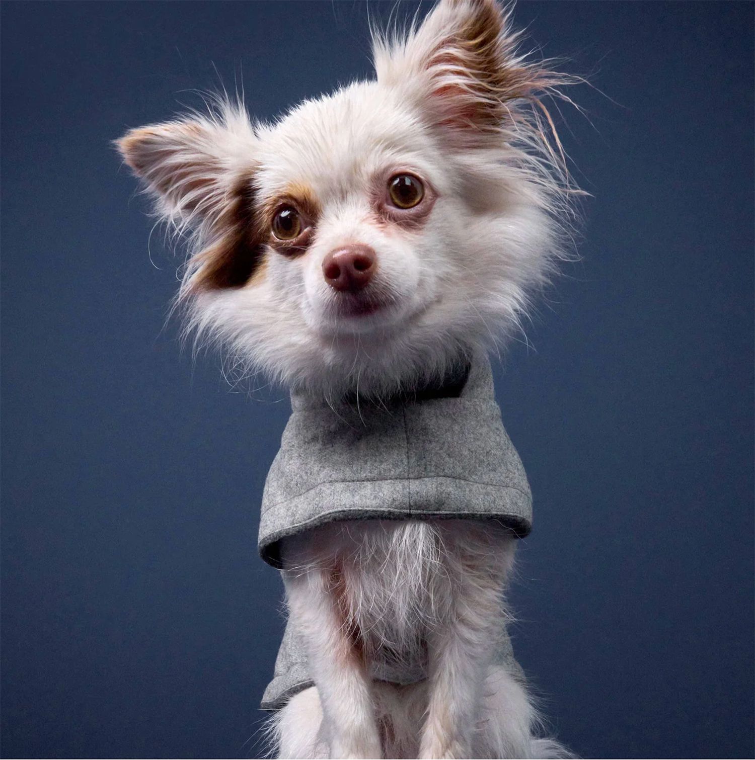 ♥｜Cloud7｜Dog Coat Brooklyn Flannel Grey サイズ ２ 体重2〜5kgにおすすめ ｜リード レザー 犬 超小型犬 小型犬 海外直輸入 ペットグッズ イタグレ ピンシャー