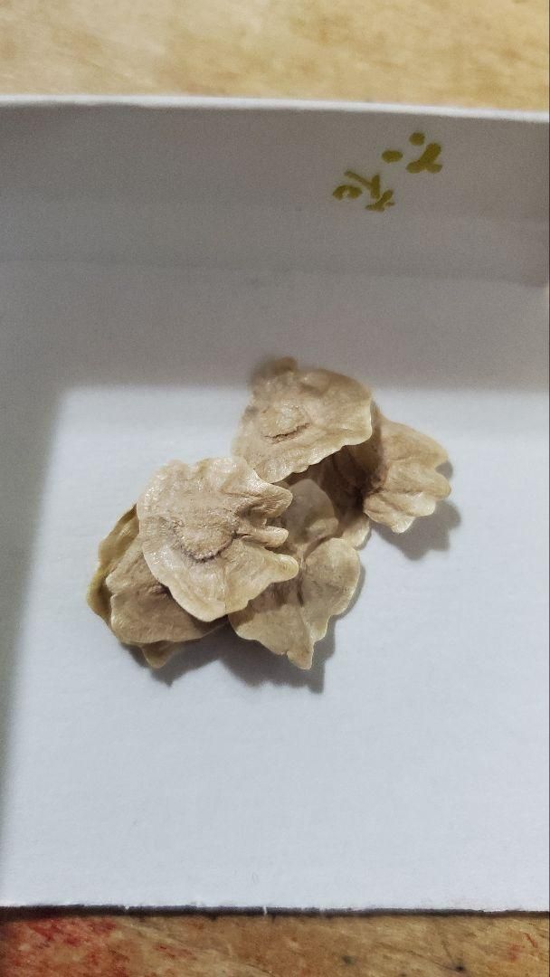 フルセット 種子15種類