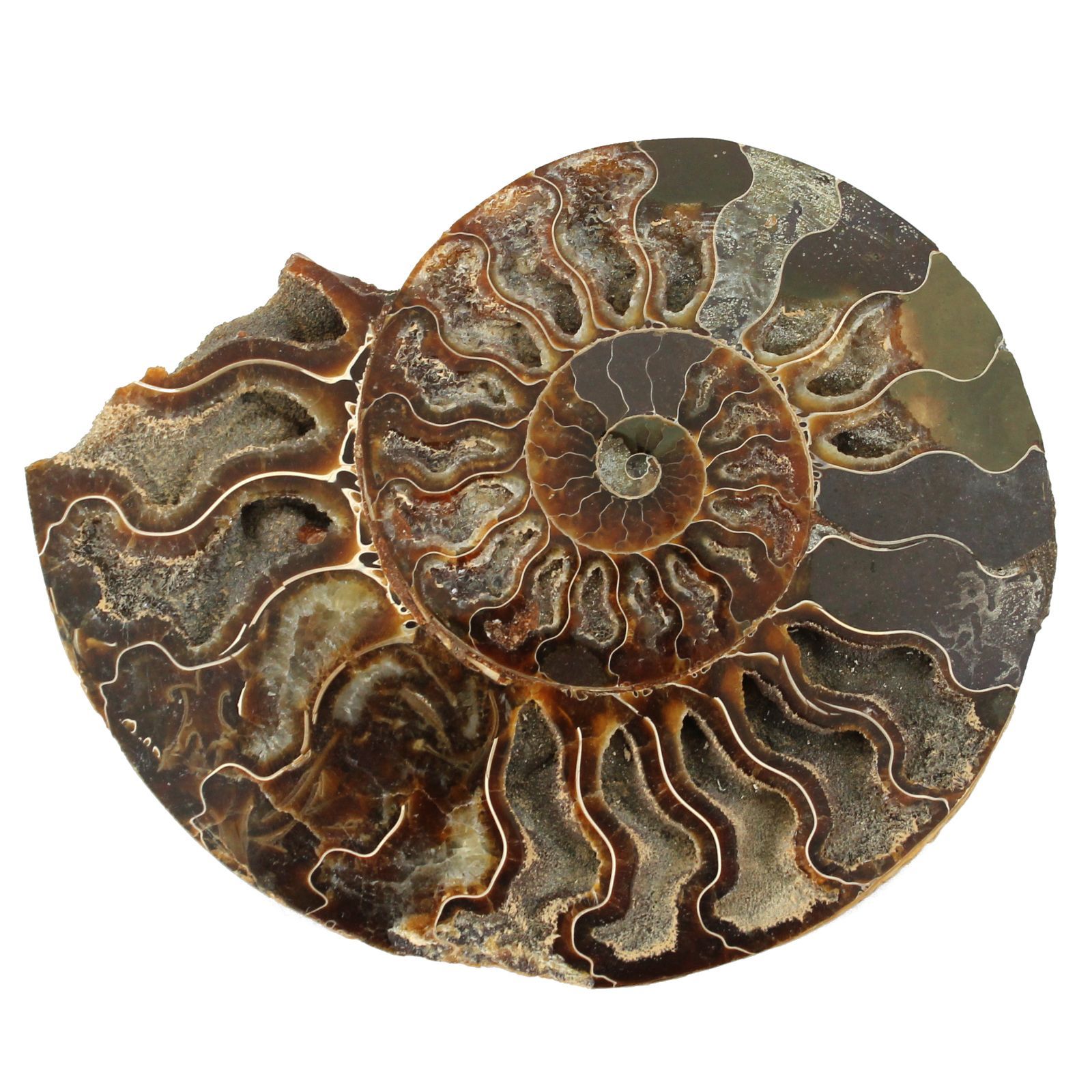 マダガスカル産 スライスアンモナイト 化石 縫合線模様 遊色あり 最大幅15cm以上 重さ約350g以上