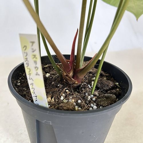 観葉植物 アンスリウム クリスタリナム サウスアメリカ 5号(現品