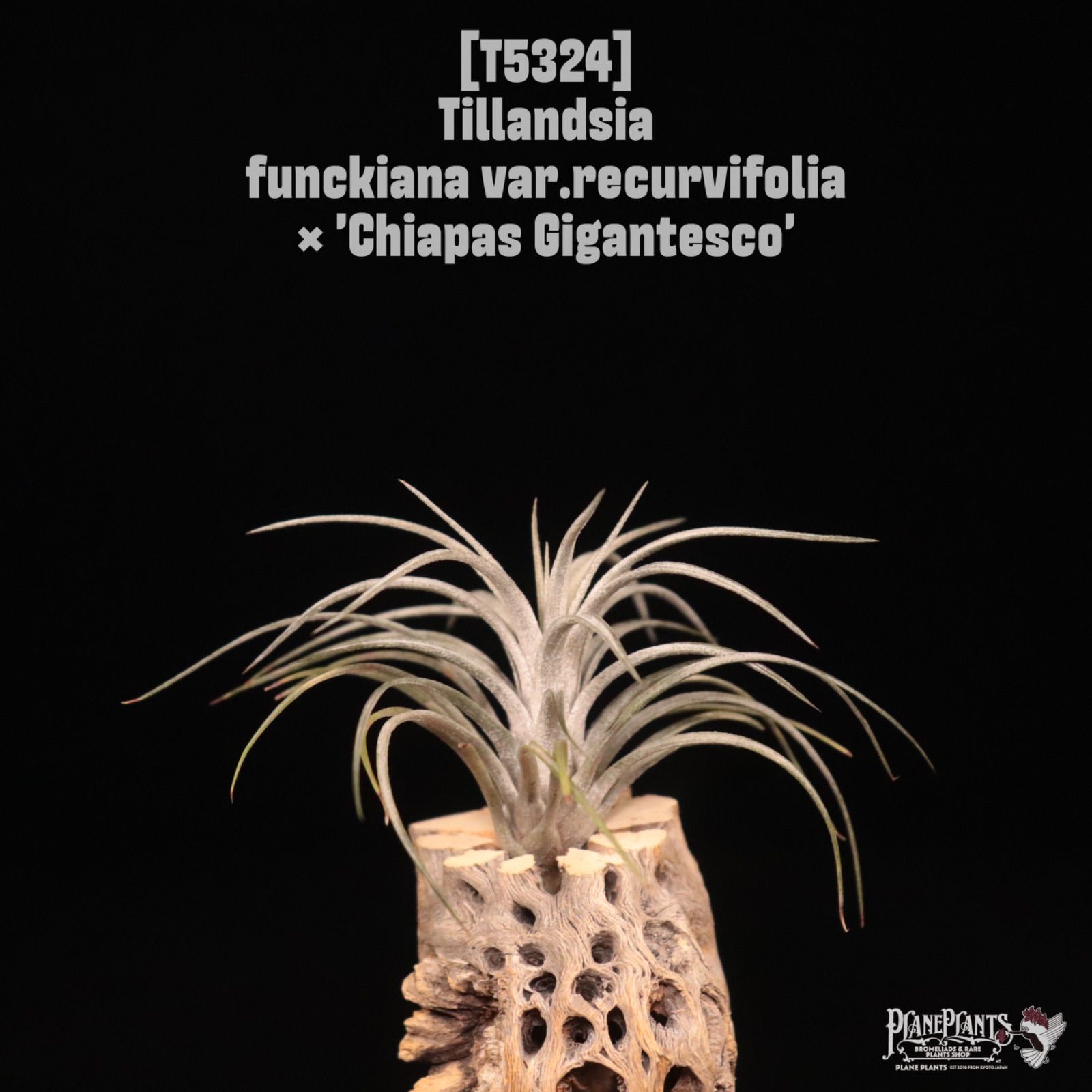 送料無料 funckiana var.recurvifolia × Chiapas Gigantesco 〔エアプランツ〕現品発送T5324 | plane plants