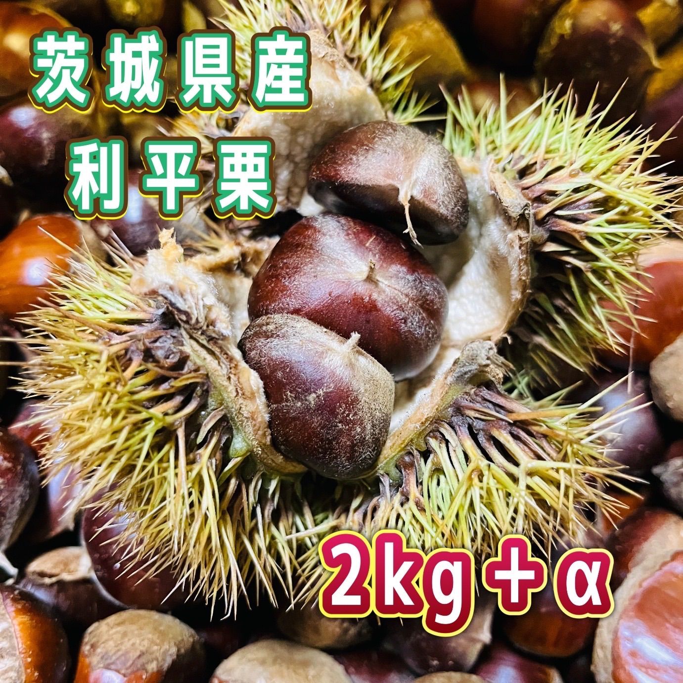 Sachineko様4L 2キロ　利平　茨城県産　生栗　利平栗 利平栗【生栗】2kg＋α！！茨城県産！！幻の栗 - メルカリ