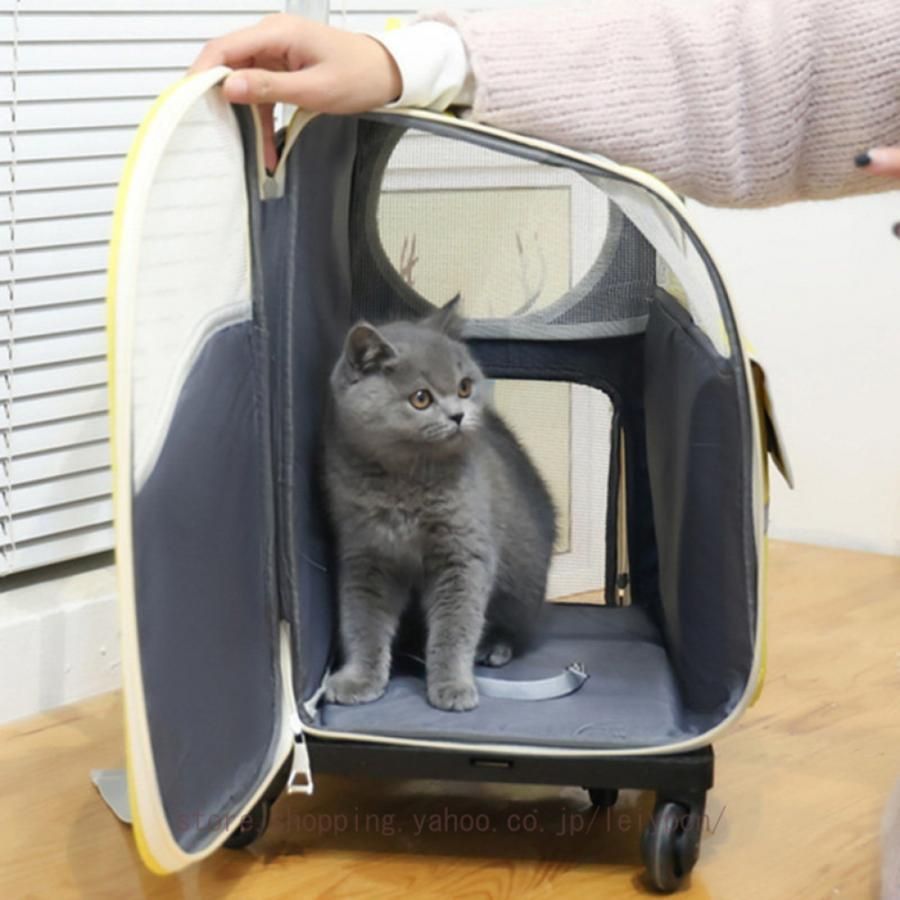 小型犬