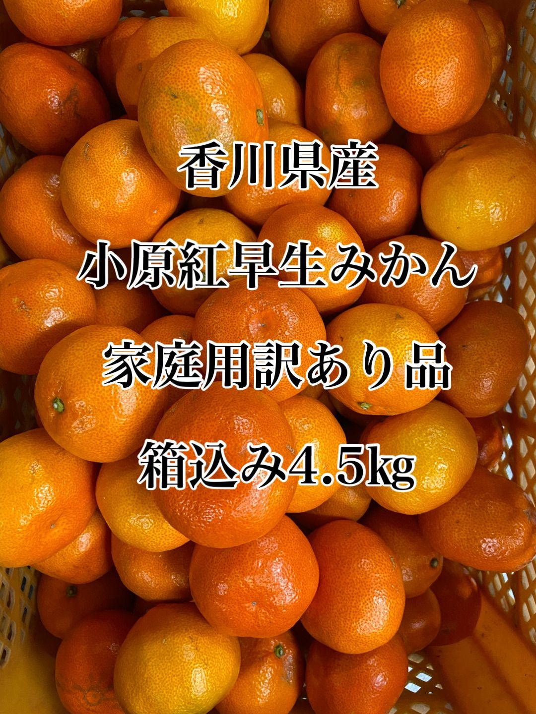 香川県産　小原紅早生みかん　訳あり品-0