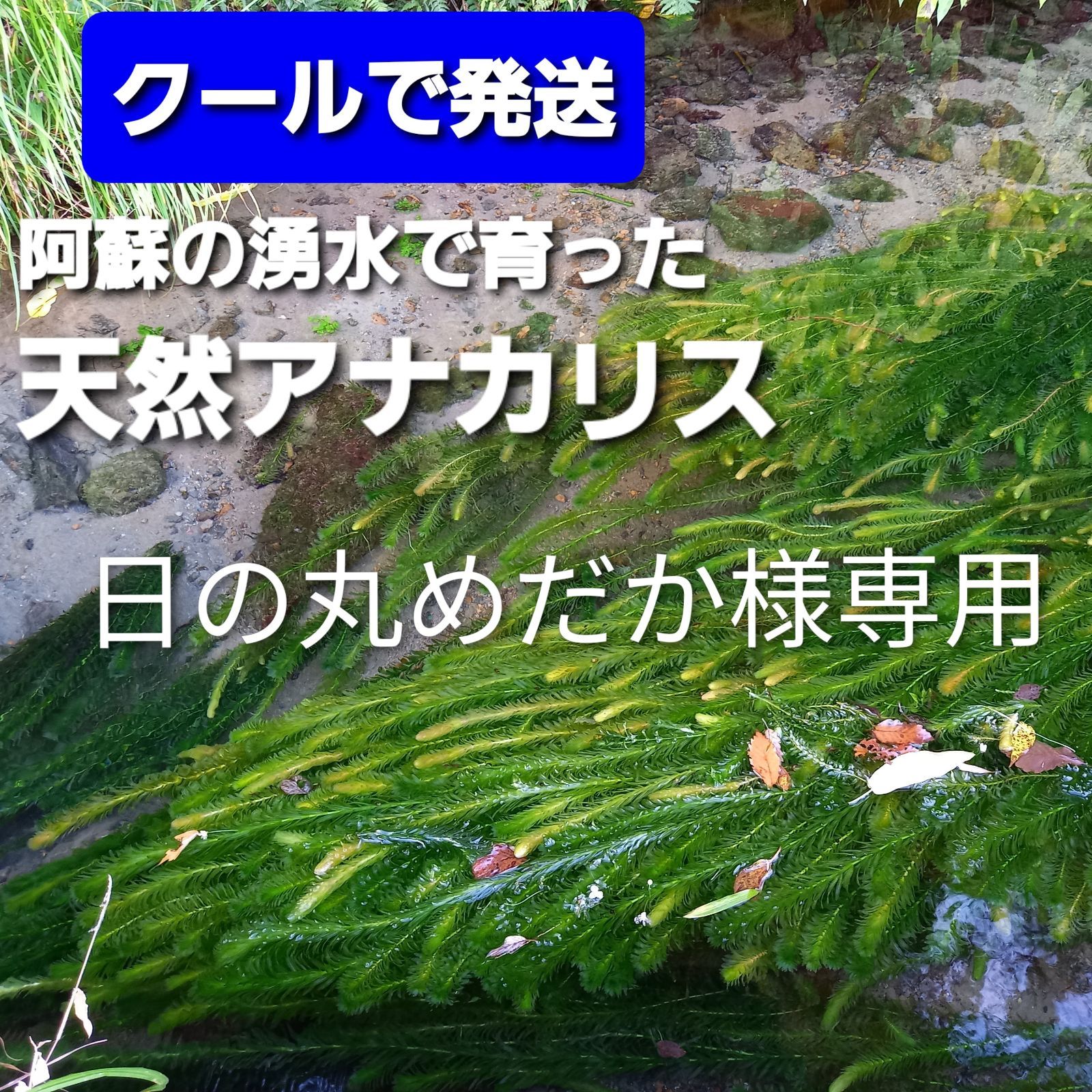 【専用ページ】天然アナカリス1000本 専用ページ】天然アナカリス1000本