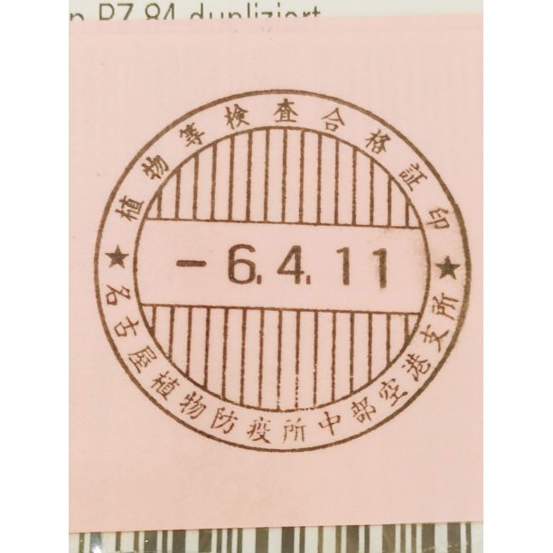 4月入荷 100粒+@ サイカスsᴘシルバー（タイシルバー）植物検疫証明書あり1 4月入荷 100粒+@ サイカスs シルバー（タイシルバー）植物検疫証明書