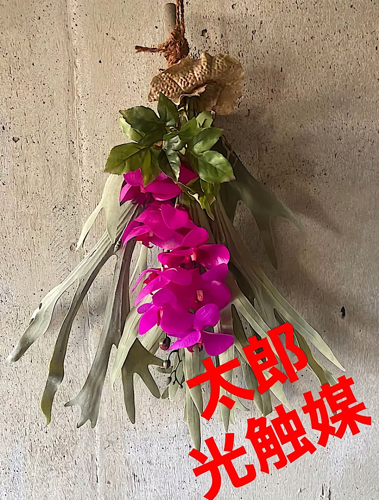 ビカクシダ リトルフィンガー little finger親株 ビカクシダ リトル