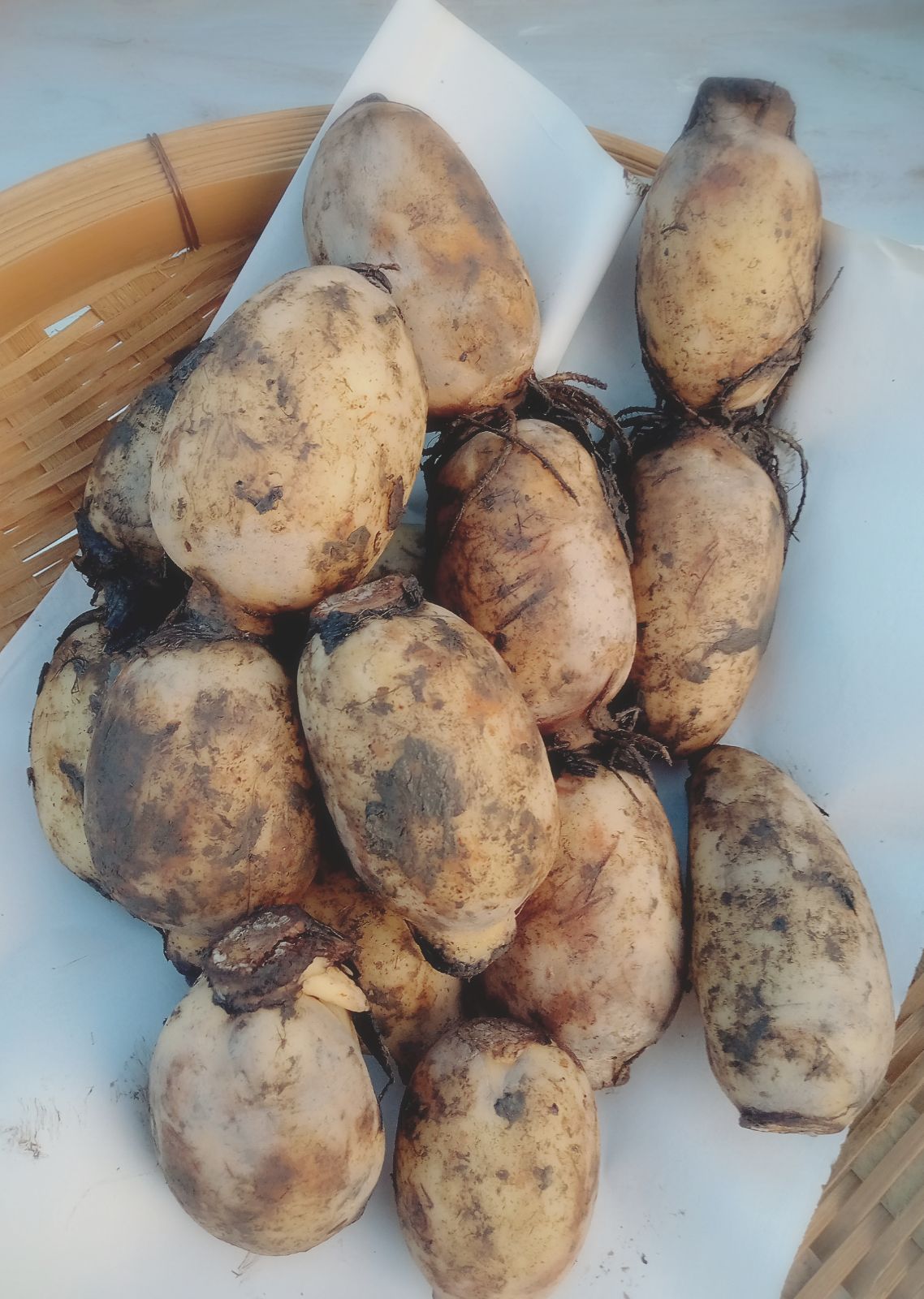 佐賀県産白石レンコン１キロ - 野菜