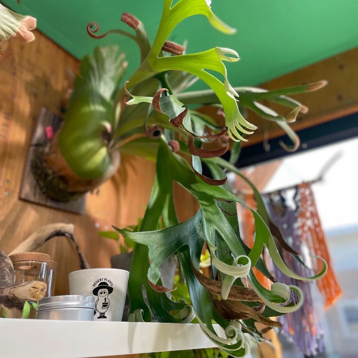 ビカクシダ フーンシキ P.Foong siqi