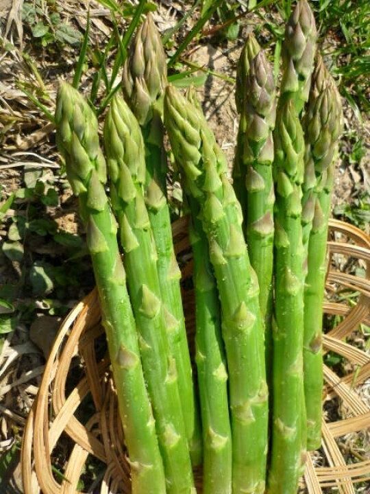 北海道産 とれたて 太〜いアスパラ ２L〜３Lサイズ たっぷり５ｋｇ