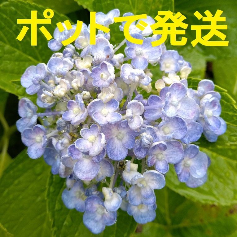 おたふく紫陽花 挿し木 - 観葉植物