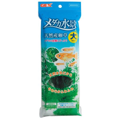 同梱不可 12個セット ジェックスメダカ水景天然産卵草大