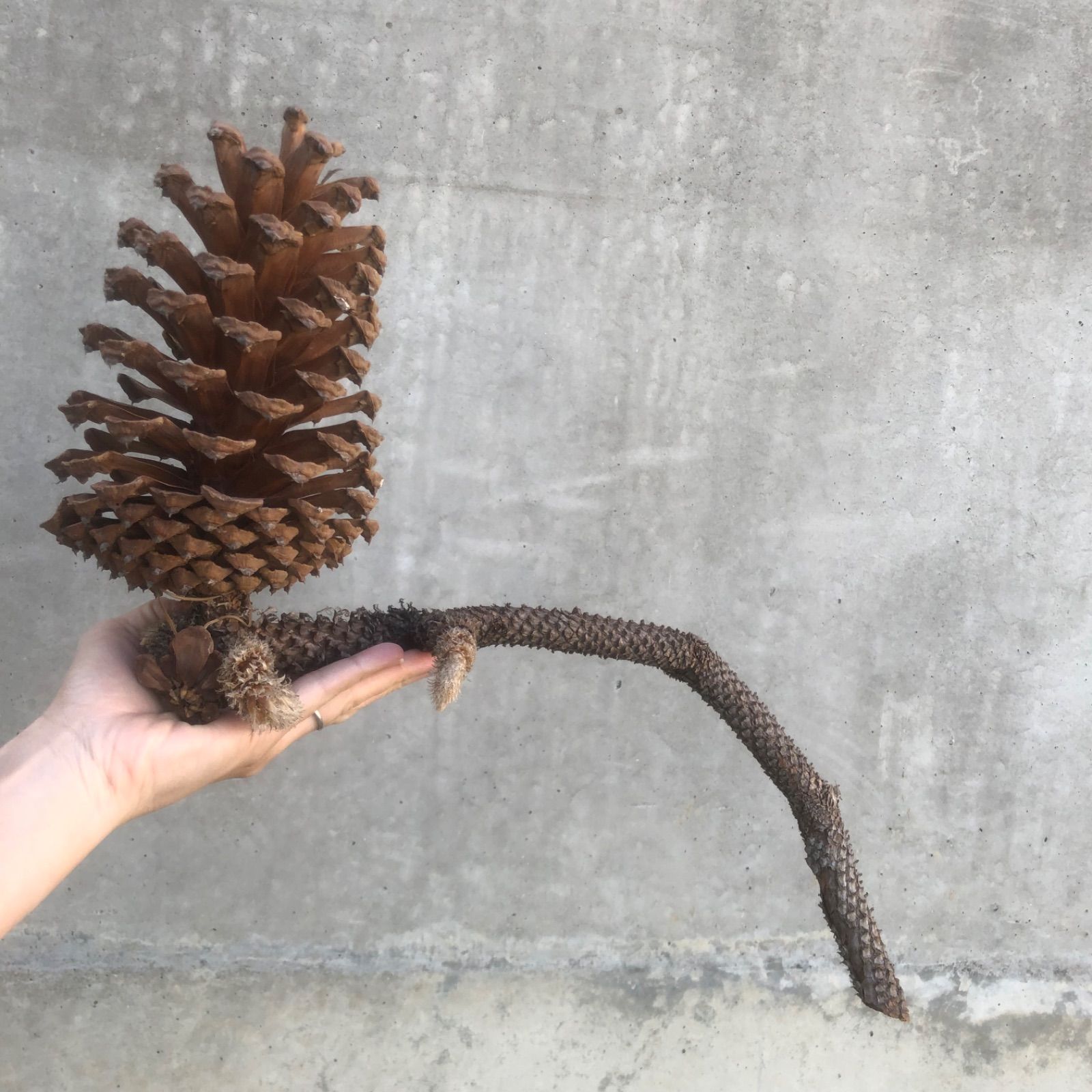 巨大 松ぼっくり 松笠 世界最重量 1.1kg オオミマツ コウルテリマツ 大王松 ダイオウショウ お正月飾り