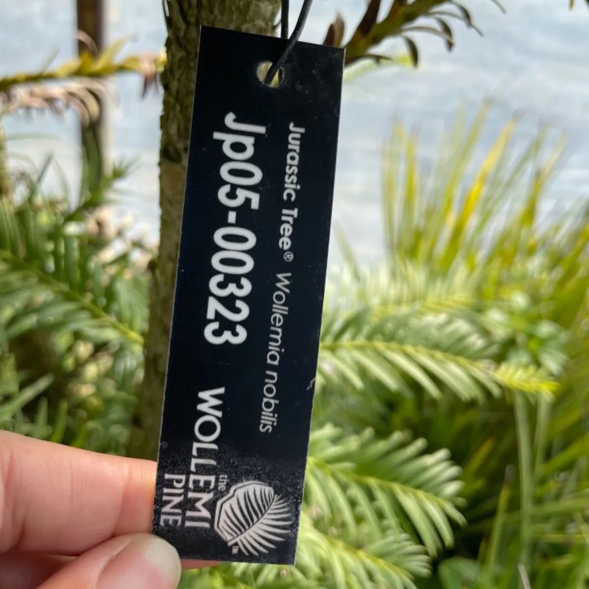 絶滅危惧種 モンキーパズルツリー 生きた化石 ジュラシックツリー