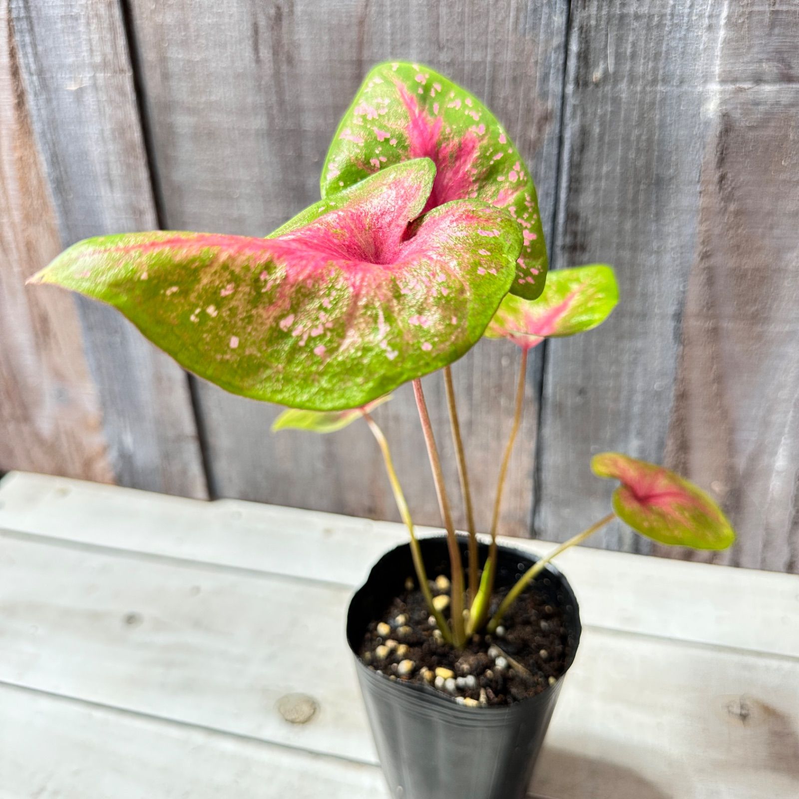 ポストマンジャーニー カラジウム 【希少】 - メルカリ