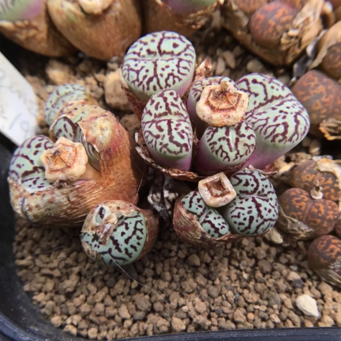 2024春大特価セール！ 種子30粒 コノフィツム ウィッテベルゲンセ - メルカリ その他多肉植物